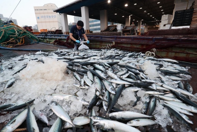 Jeju Reports 100% Safe Results in 2024 Seafood Radiation Tests