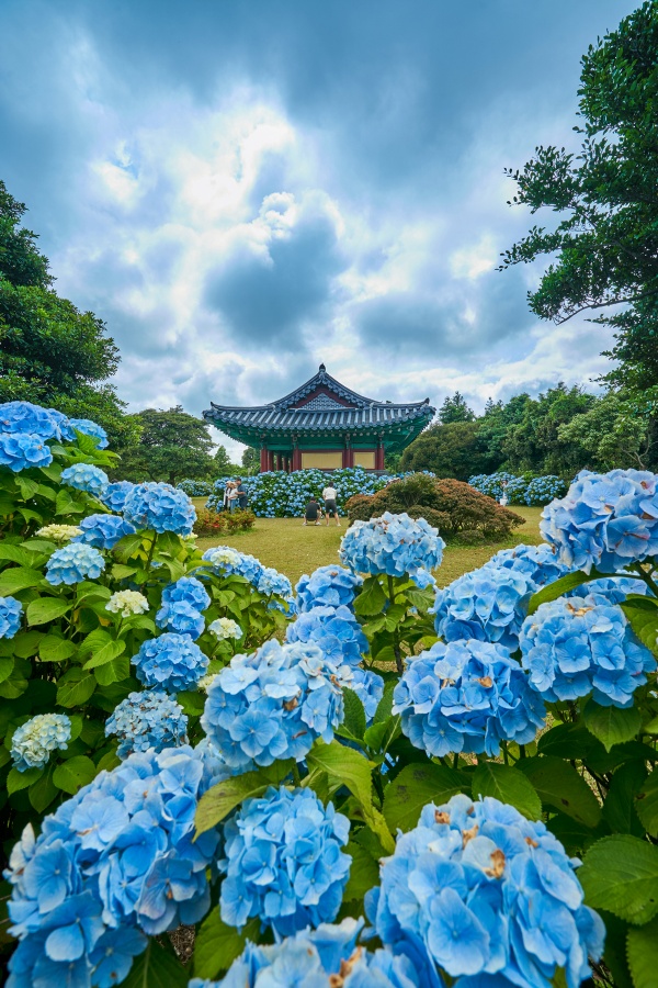 'From Summer Flowers to Emotional Journeys' Must-Visit Spots in Jeju This Summer